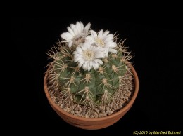 Gymnocalycium eurypleurum 606